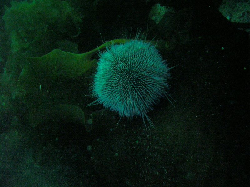 ёж под водой ёж под водой