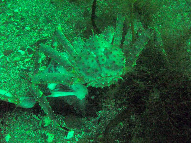 краб под водой