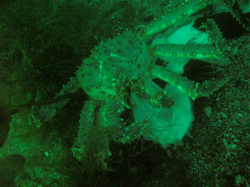 краб кушает