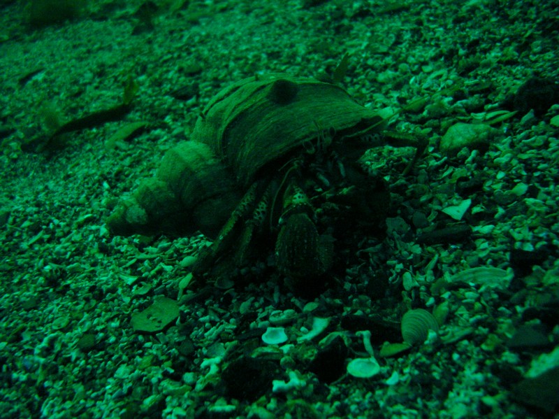 отшельник на дне отшельник на дне