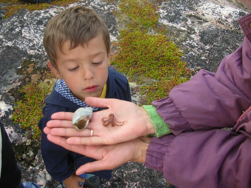 рак-отшельник рак-отшельник