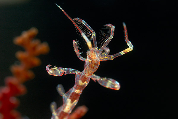 Морская козочка.