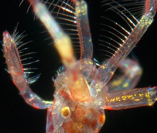 Морская козочка.