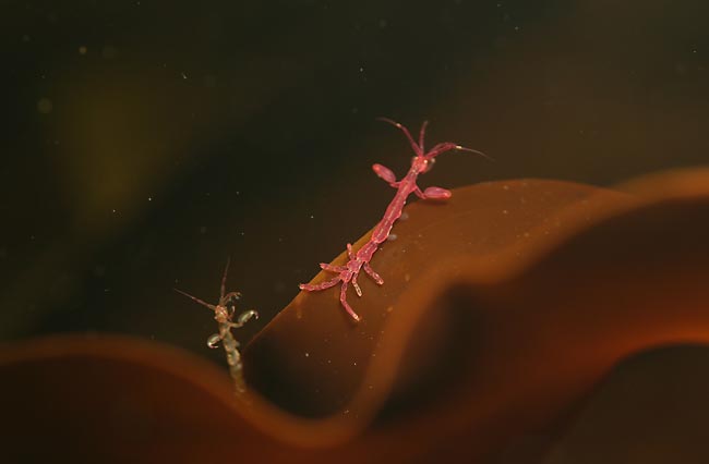 Морская козочка.