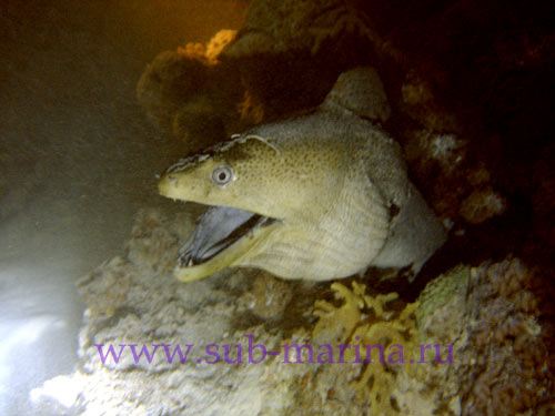 Мурена в истерике