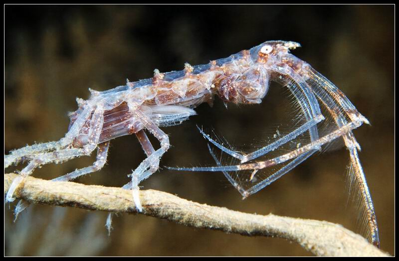 Dulichia spinosissima