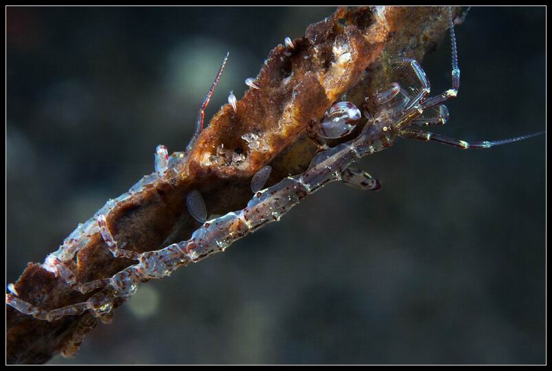 козочка-Caprella septentrionalis