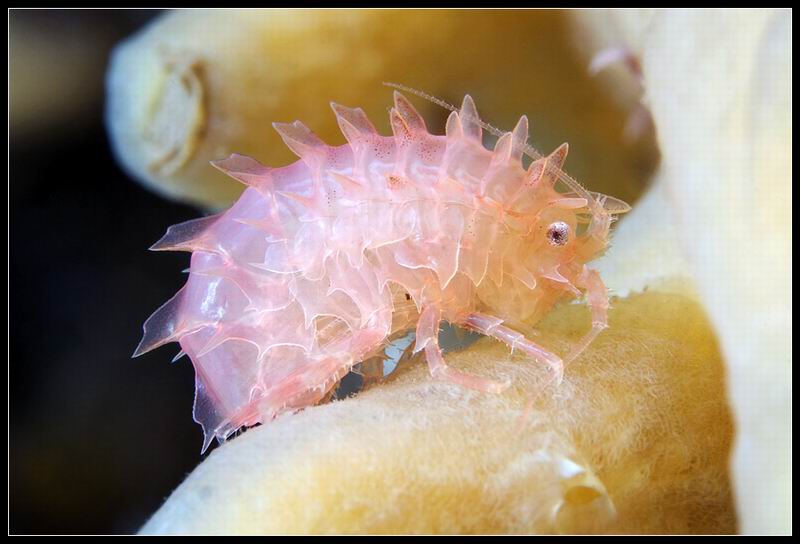 бокоплав-Paramphithoe cuspidata. бокоплав-Paramphithoe cuspidata.