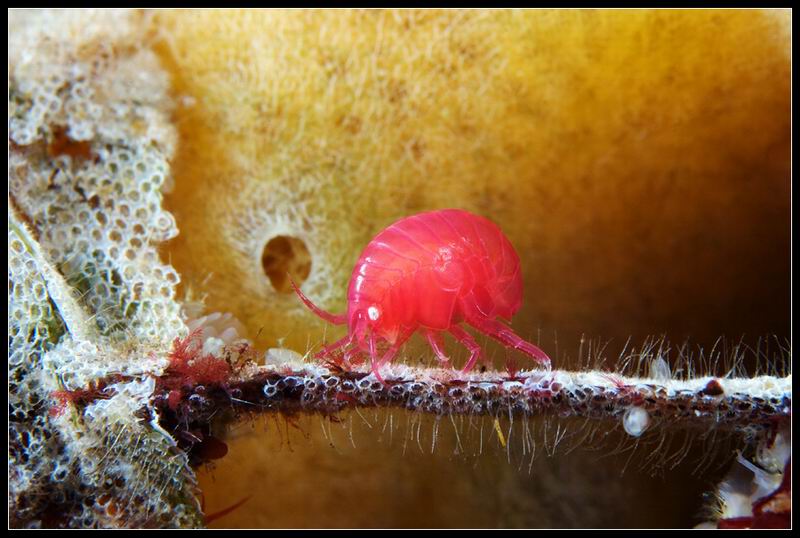 бокоплав Акантонотозома (Acanthonotozoma inflatum)