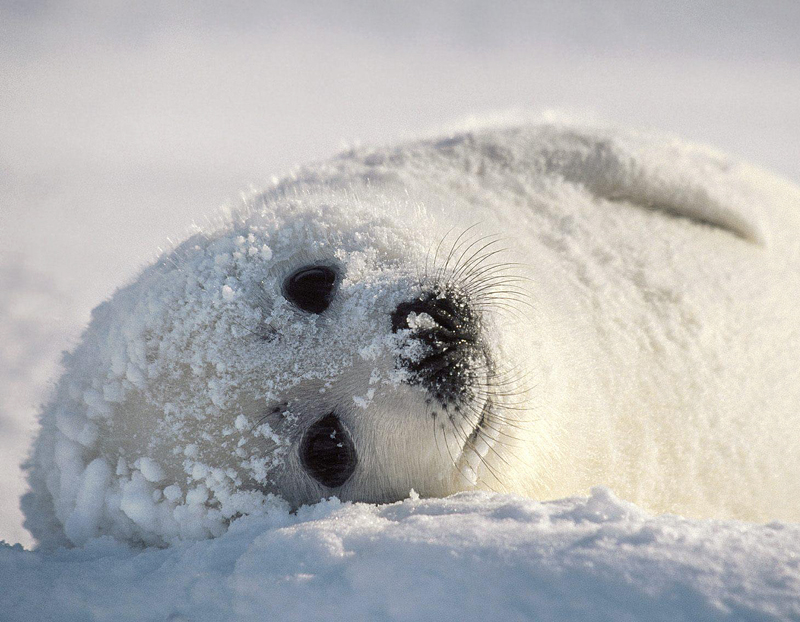 С днём рождения