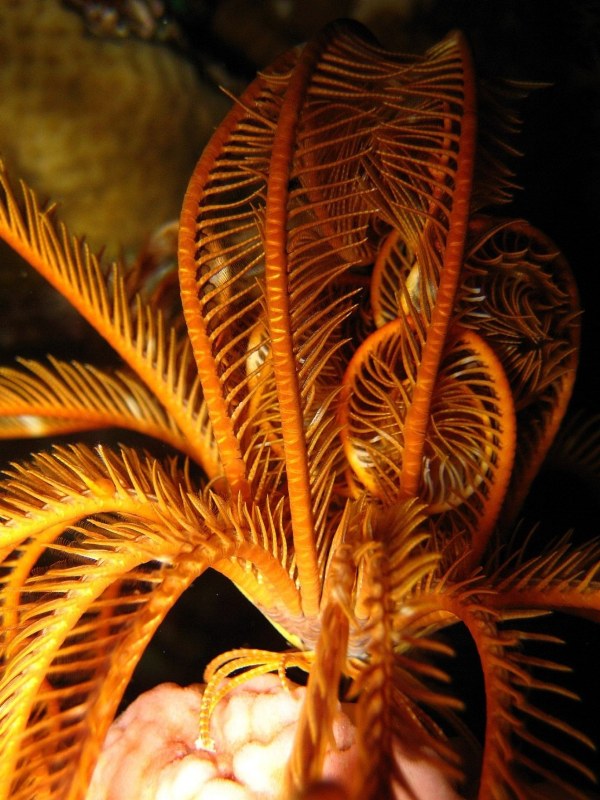 Ночная лилия.