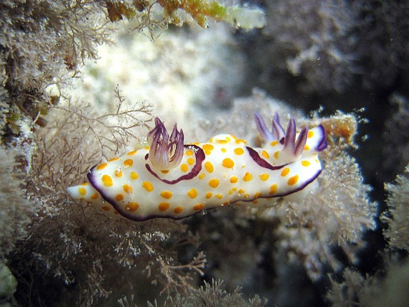 Голожаберник.