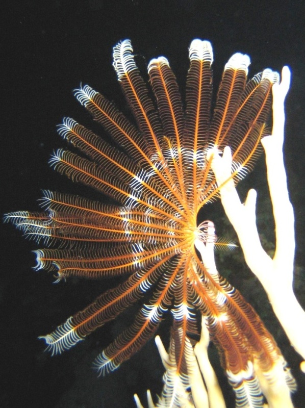 Ночная лилия.