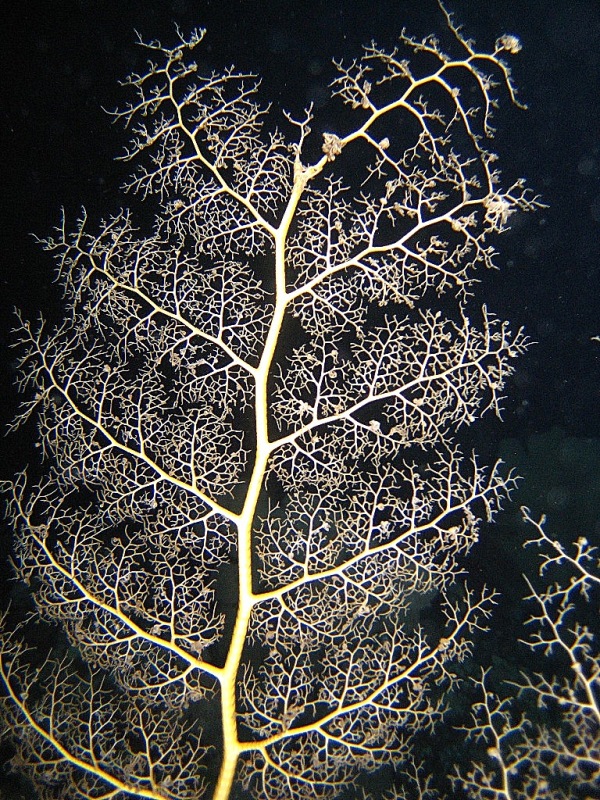 Горгоноцефал.