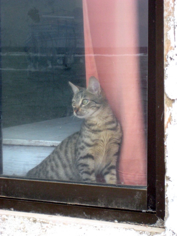 Дахаб, Ассала.