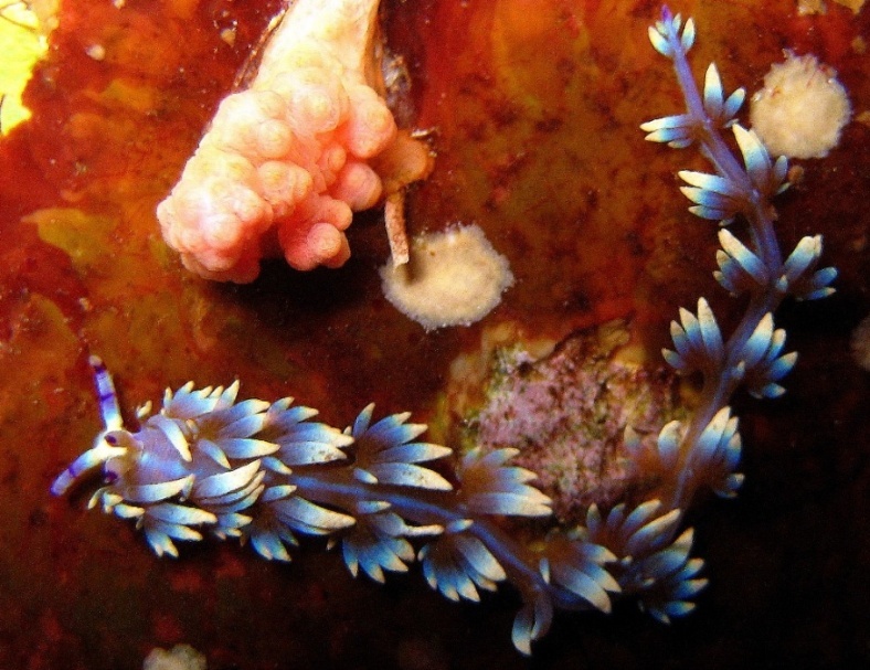 Голожаберник.