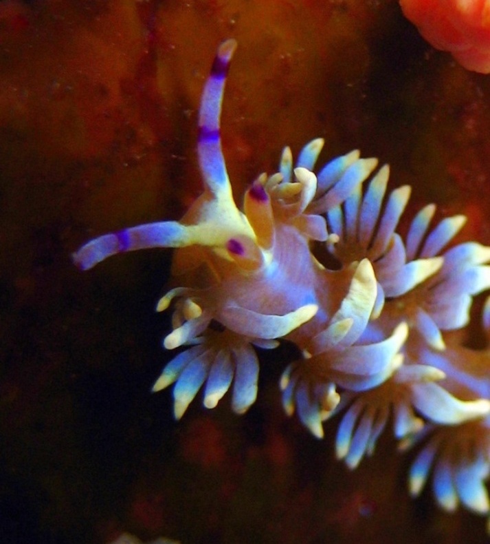 Голожаберник.