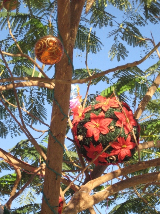 ёлки-акации