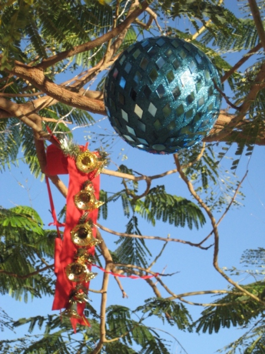 ёлки-акации ёлки-акации