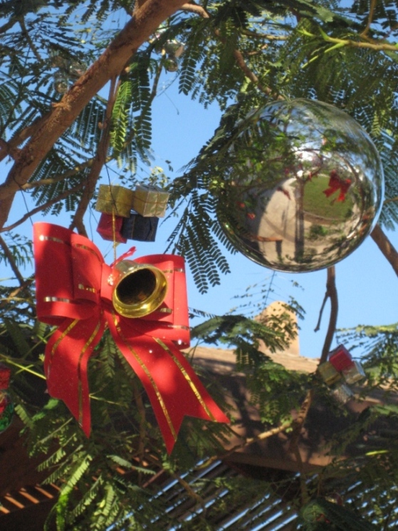 ёлки-акации ёлки-акации