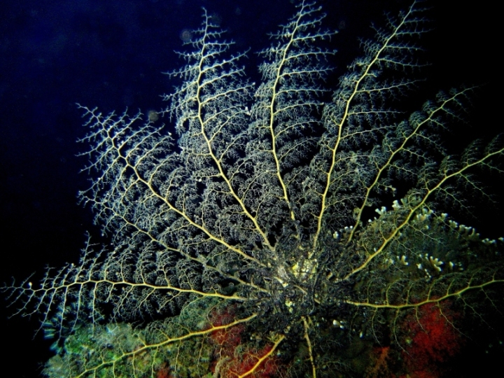 горгоноцефал