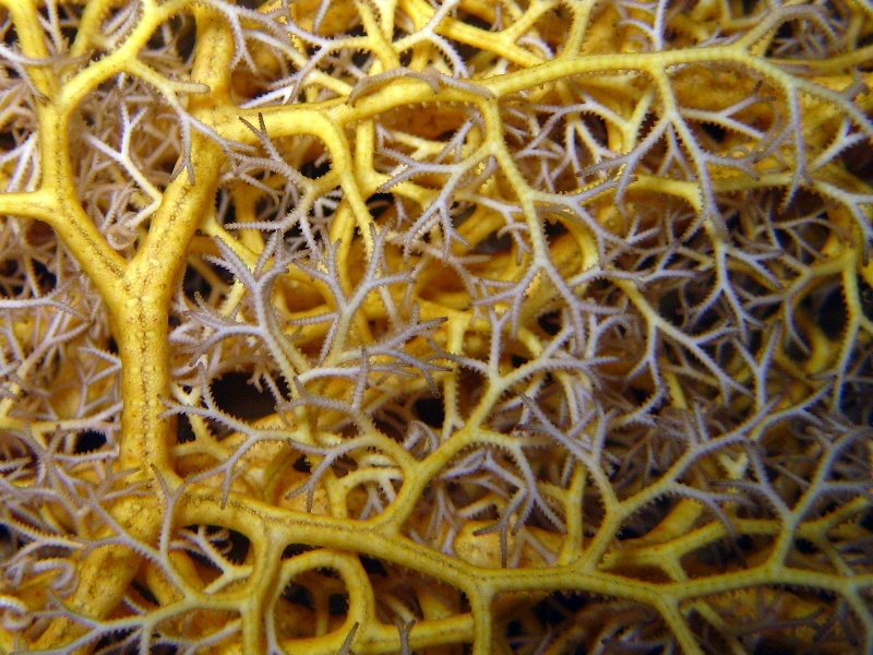 горгоноцефал