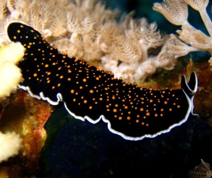 Плоский червь.