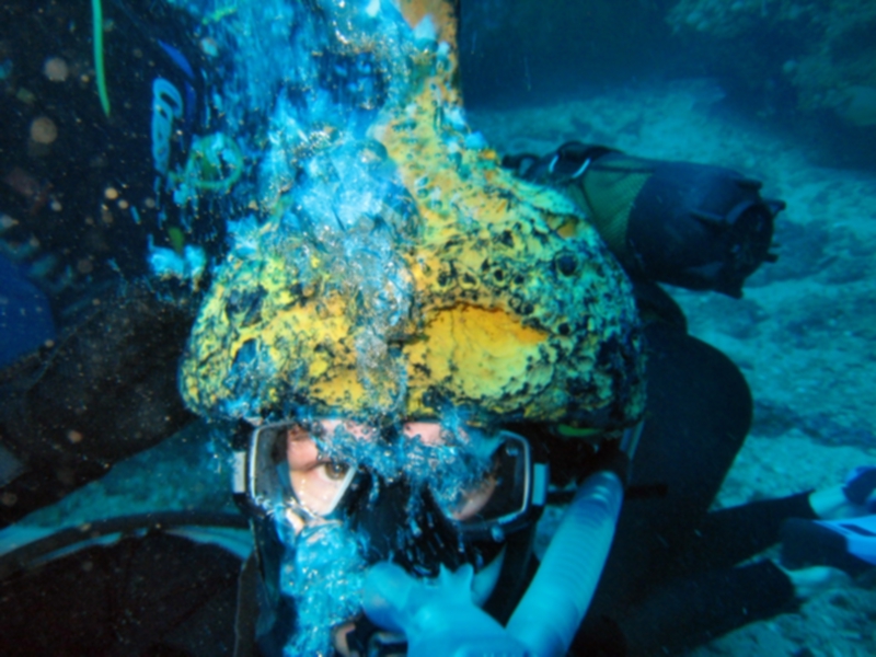 Что за животное  на голове?