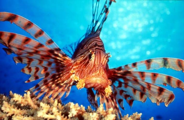 lion-fish