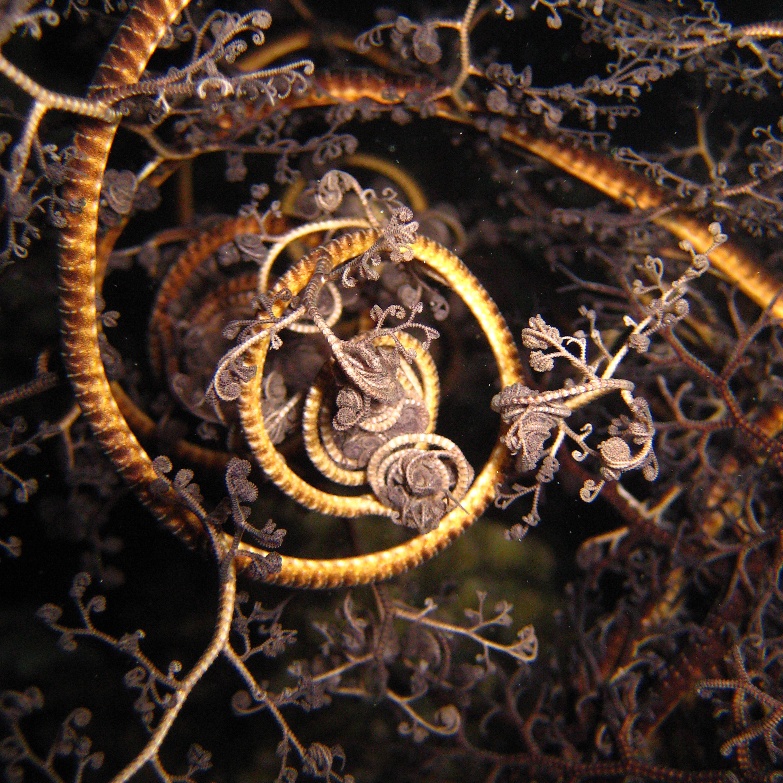 Горгоноцефал.