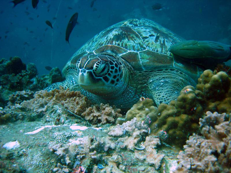 Большая морская черепаха Большая морская черепаха