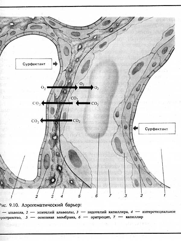 Аэрогематический барьер Аэрогематический барьер