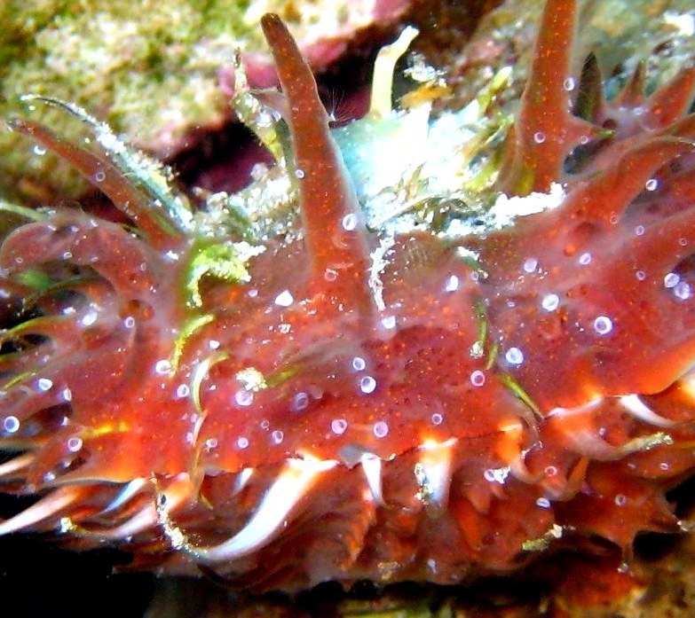 Личинки медуз на рогатой устрице.