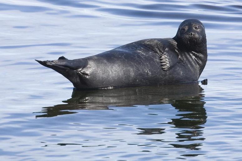 Еще одна нерпа Еще одна нерпа