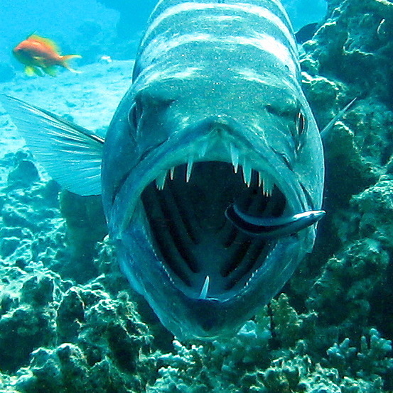 Большая барракуда.