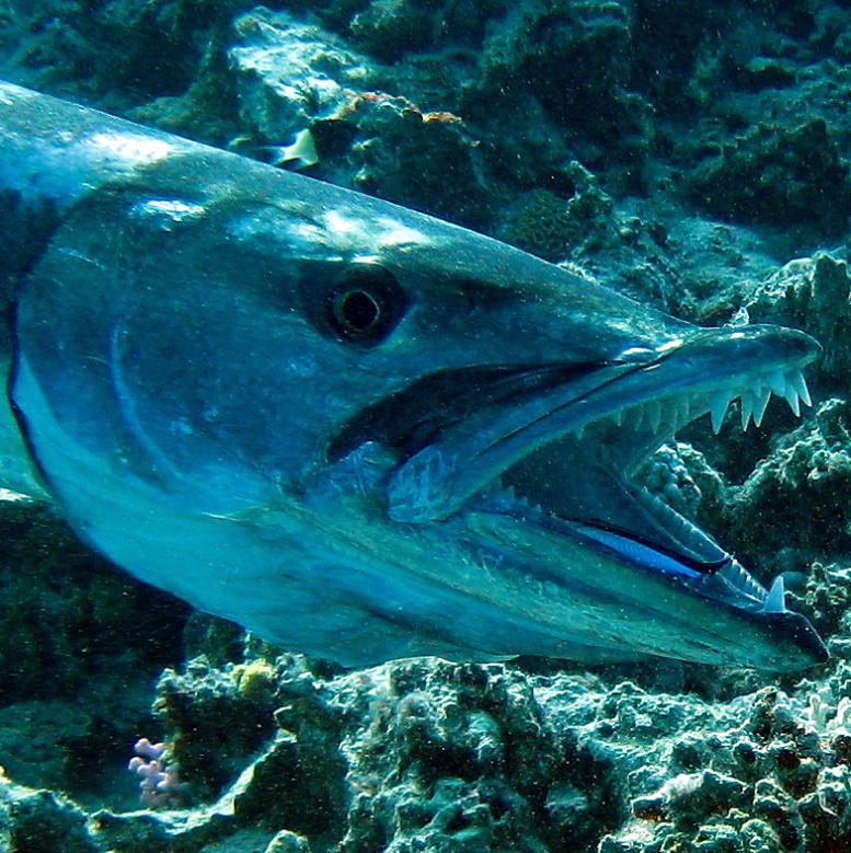 Большая барракуда.