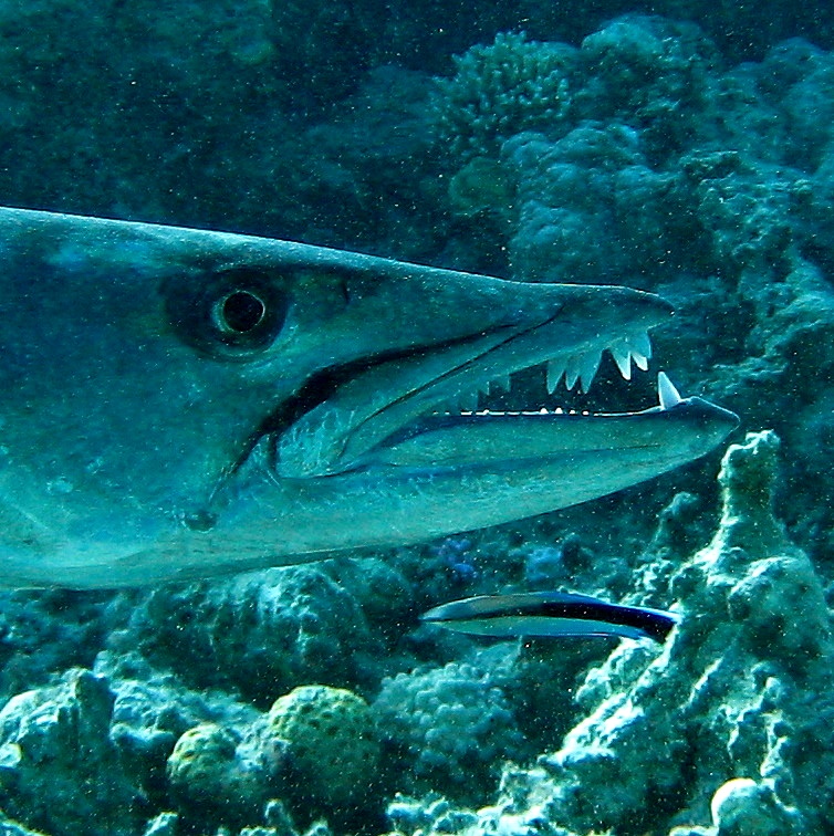 Большая барракуда. Большая барракуда.