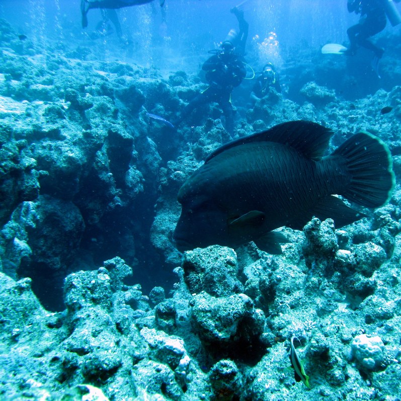 Наполеон над Каньоном.