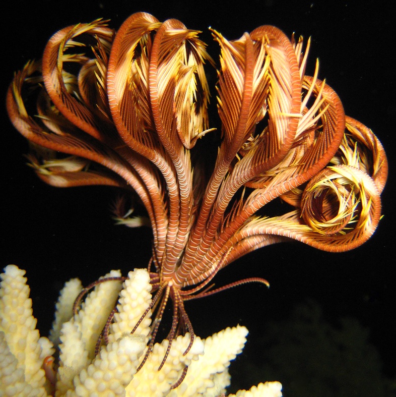 Морская лилия.