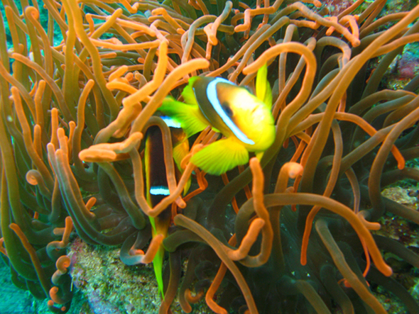 Дахаб,март-апрель 2007