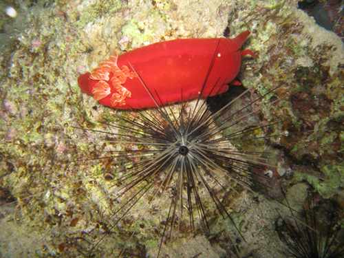 Дахаб,март-апрель 2007