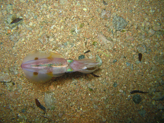 Дахаб,март-апрель 2007 Дахаб,март-апрель 2007