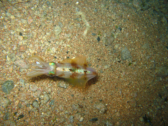 Дахаб,март-апрель 2007.