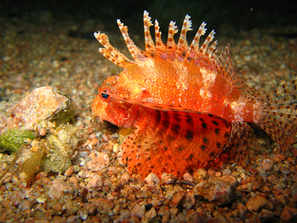 Дахаб,март-апрель 2007