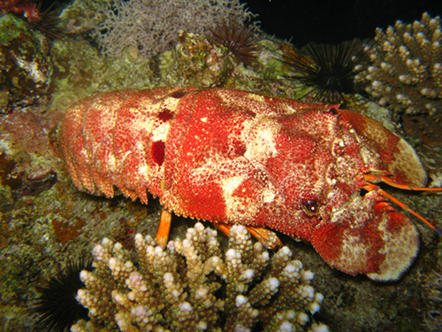 Дахаб,март-апрель 2007 Дахаб,март-апрель 2007