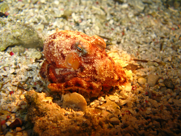 Дахаб,март-апрель 2007