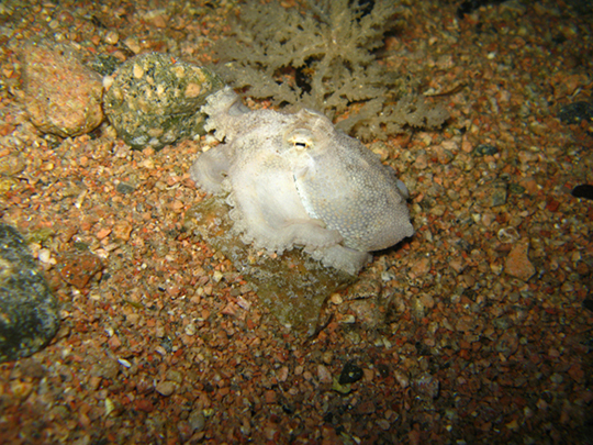 Дахаб,март-апрель 2007