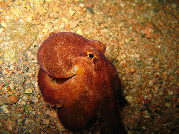 Дахаб,март-апрель 2007