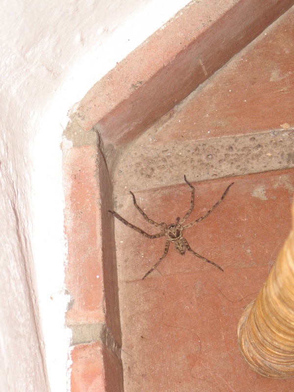 Заползло в номер, размером с тарелку. Заползло в номер, размером с тарелку.