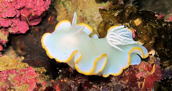 Голожаберник. Фото Ирины Фурсовой